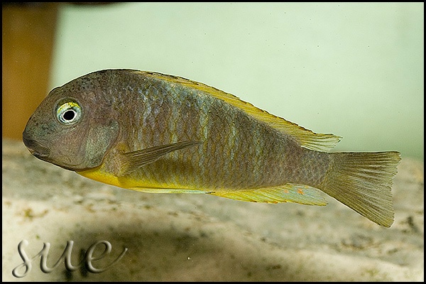 Tropheus brichardi 'Ujiji'